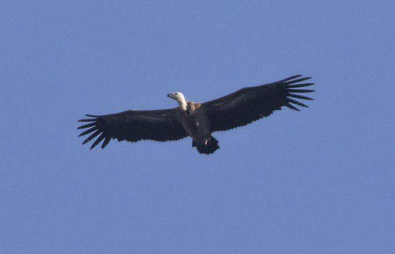 Un grifone in volo,  quasi tre metri di ali distese sul cielo del Parco Nazionale Casentinese