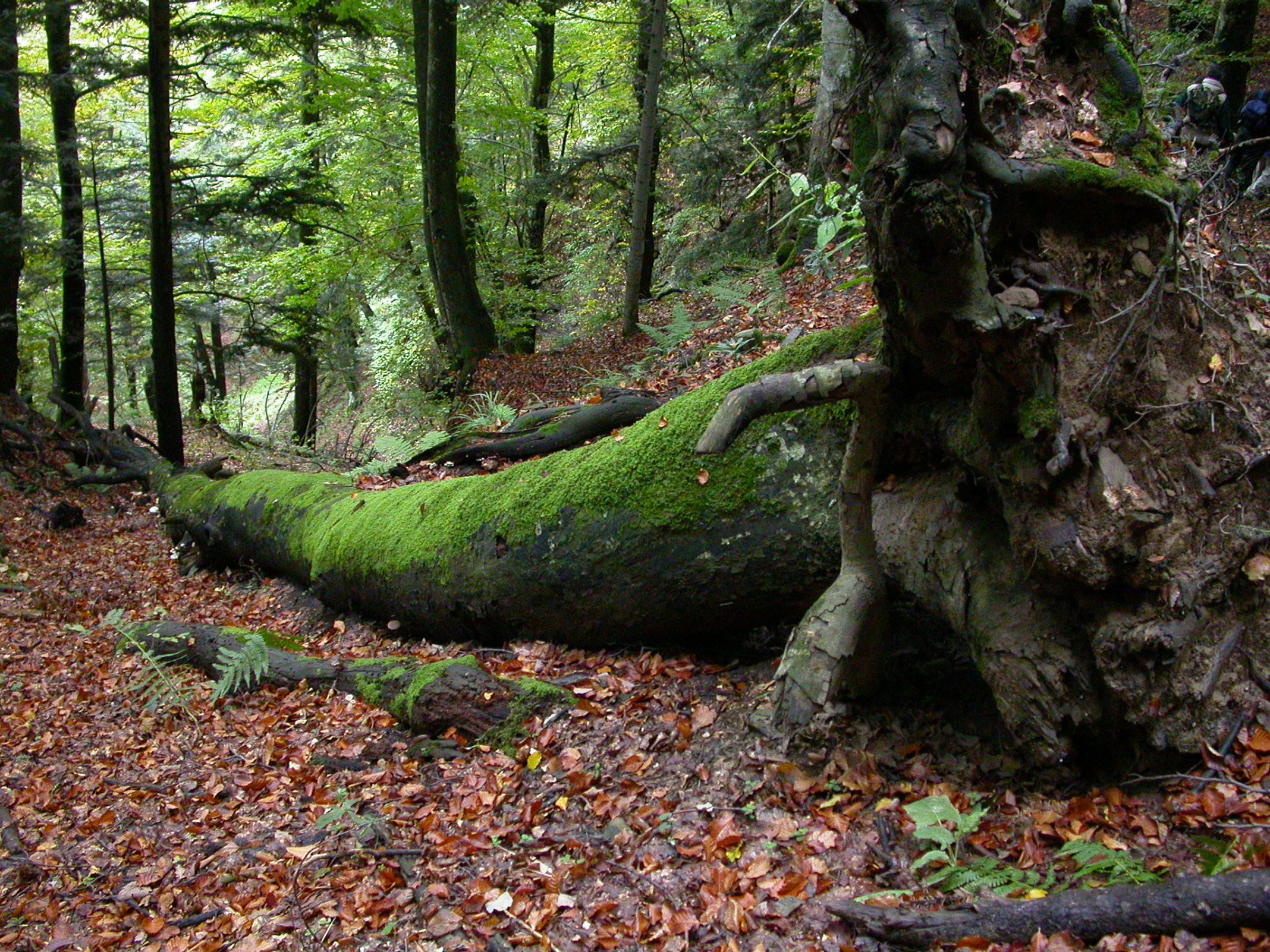 Il Parco Nazionale Delle Foreste Casentinesi “Patrimonio Dell’Umanità ...