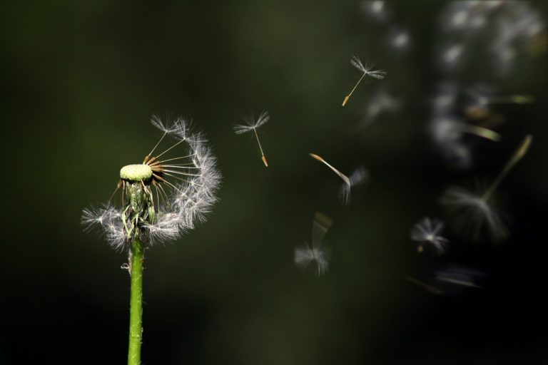 Un pensiero al giorno: “Lo scacciapensieri”