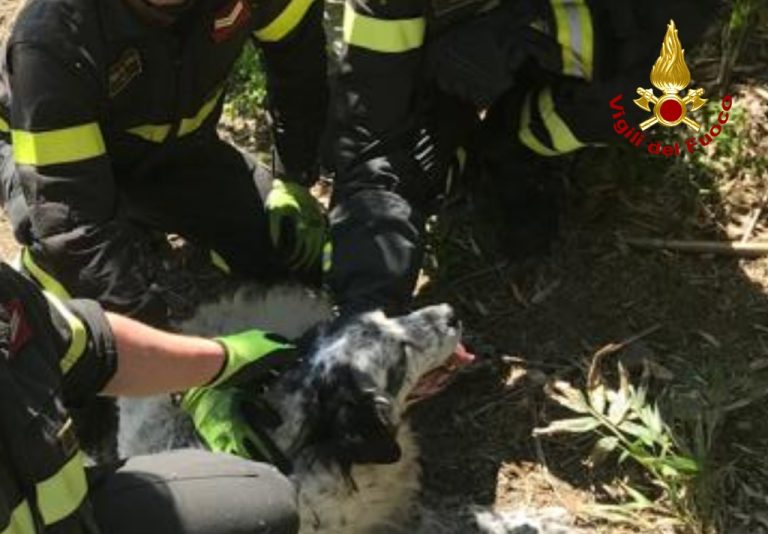 Talla, i Vigili del Fuoco salvano un cane