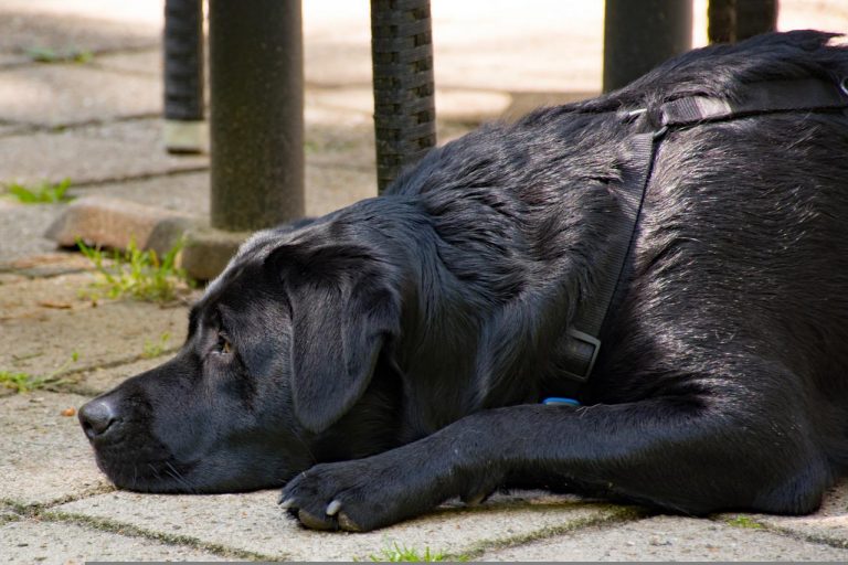 Un pensiero ogni tanto: “Un cane nero”